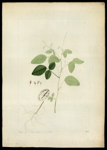(Desmodium) (1), da Coleção Brasiliana Iconográfica