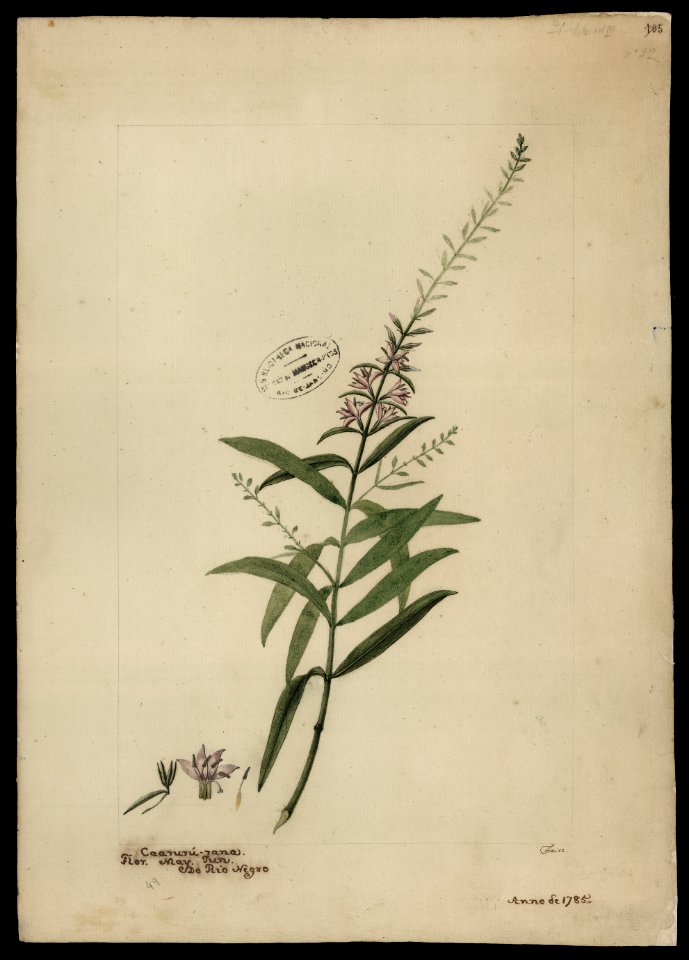 (Coutoubea ramosa, Aubl.)., da Coleção Brasiliana Iconográfica
