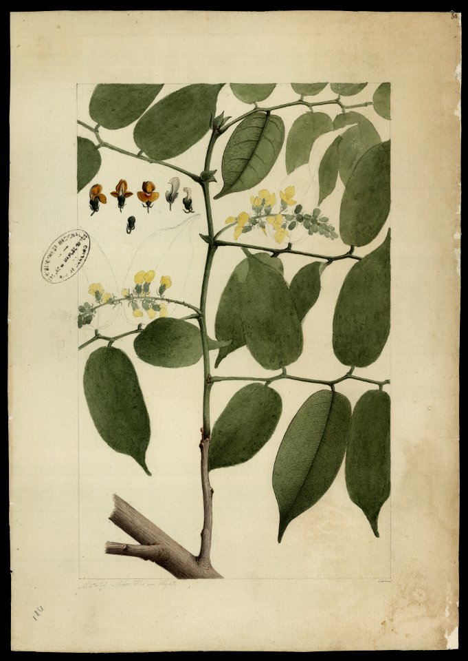 (Dalbergia) (1), da Coleção Brasiliana Iconográfica