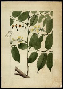 (Dalbergia) (1), da Coleção Brasiliana Iconográfica