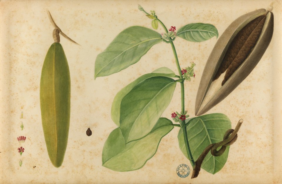 (Folhas, flores e frutos) (1), da Coleção Brasiliana Iconográfica