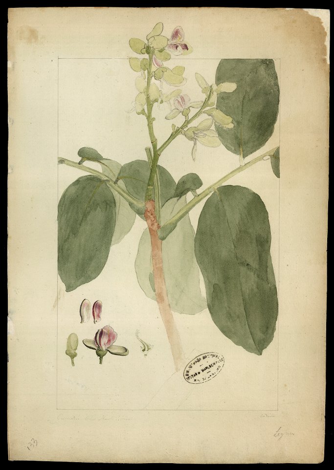 (Dipterix nudipes, Tul.)., da Coleção Brasiliana Iconográfica