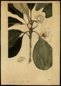 (Flora brasileira sem identificação) (16), da Coleção Brasiliana Iconográfica
