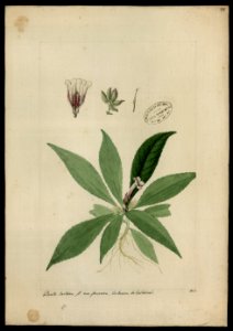(Episcia), da Coleção Brasiliana Iconográfica