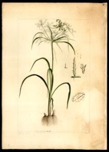 (Diclidium), da Coleção Brasiliana Iconográfica