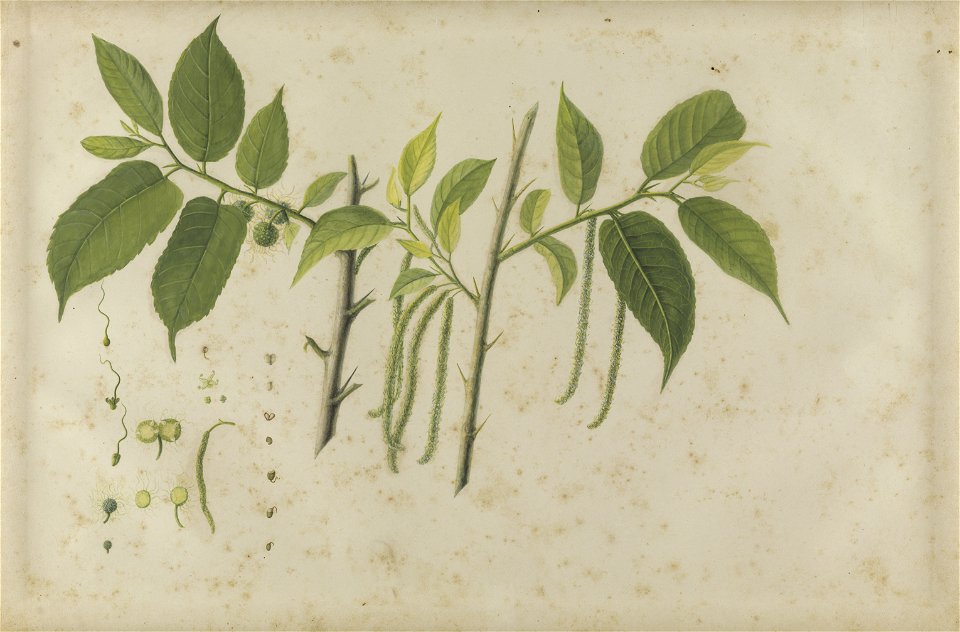 (Folhas, flores e frutos) (17), da Coleção Brasiliana Iconográfica