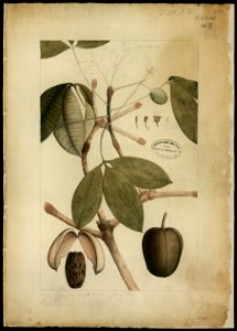 (Flora brasileira sem identificação) (5), da Coleção Brasiliana Iconográfica