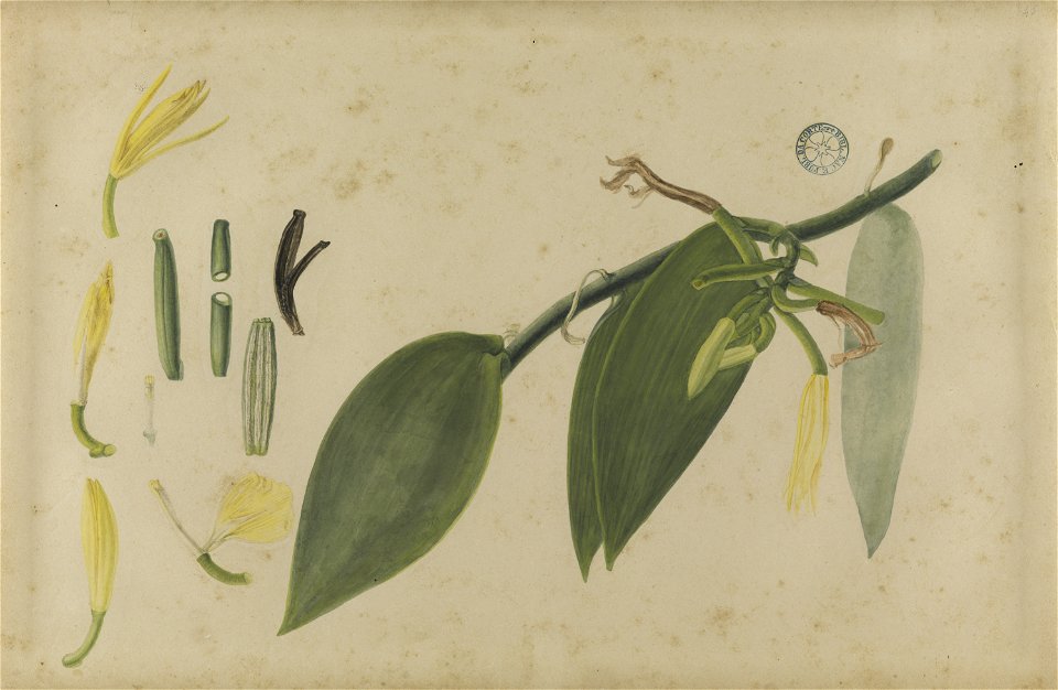 (Folhas, flores e frutos) (8), da Coleção Brasiliana Iconográfica