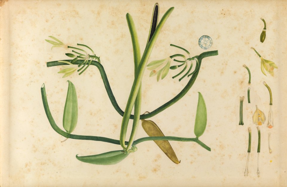 (Folhas e flores) (3), da Coleção Brasiliana Iconográfica