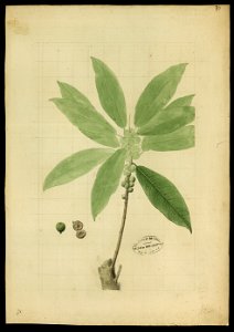 (Ficus) (2), da Coleção Brasiliana Iconográfica
