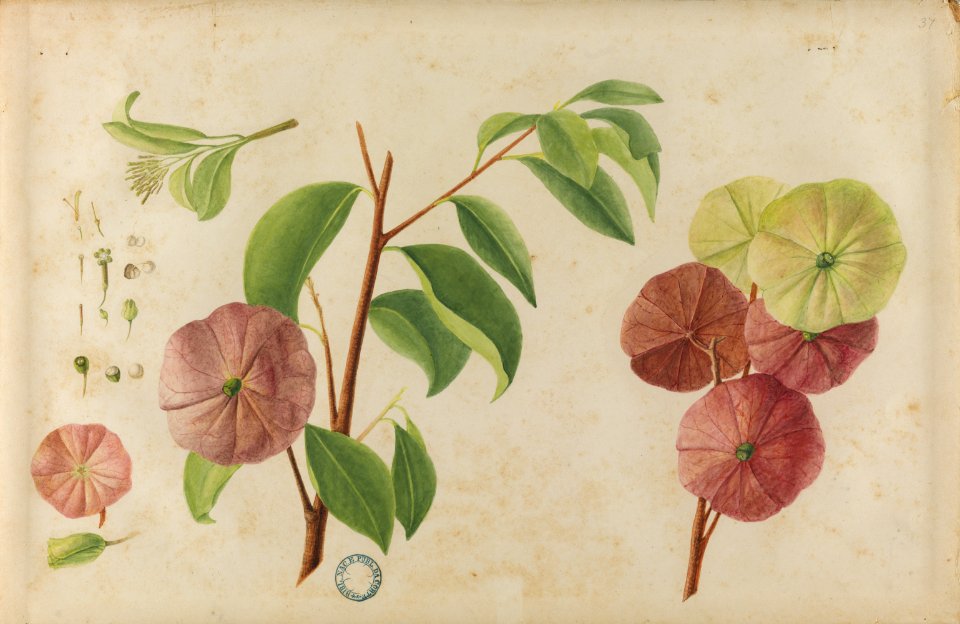 (Folhas, flores, frutos e raízes) (2), da Coleção Brasiliana Iconográfica