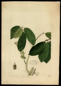 (Flora brasileira sem identificação) (12), da Coleção Brasiliana Iconográfica