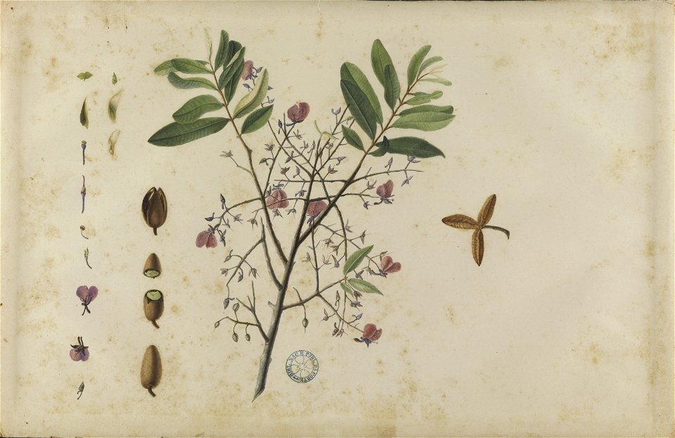 (Folhas, flores e frutos) (12), da Coleção Brasiliana Iconográfica