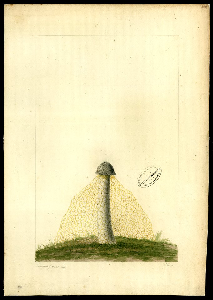 (Dictyophora), da Coleção Brasiliana Iconográfica