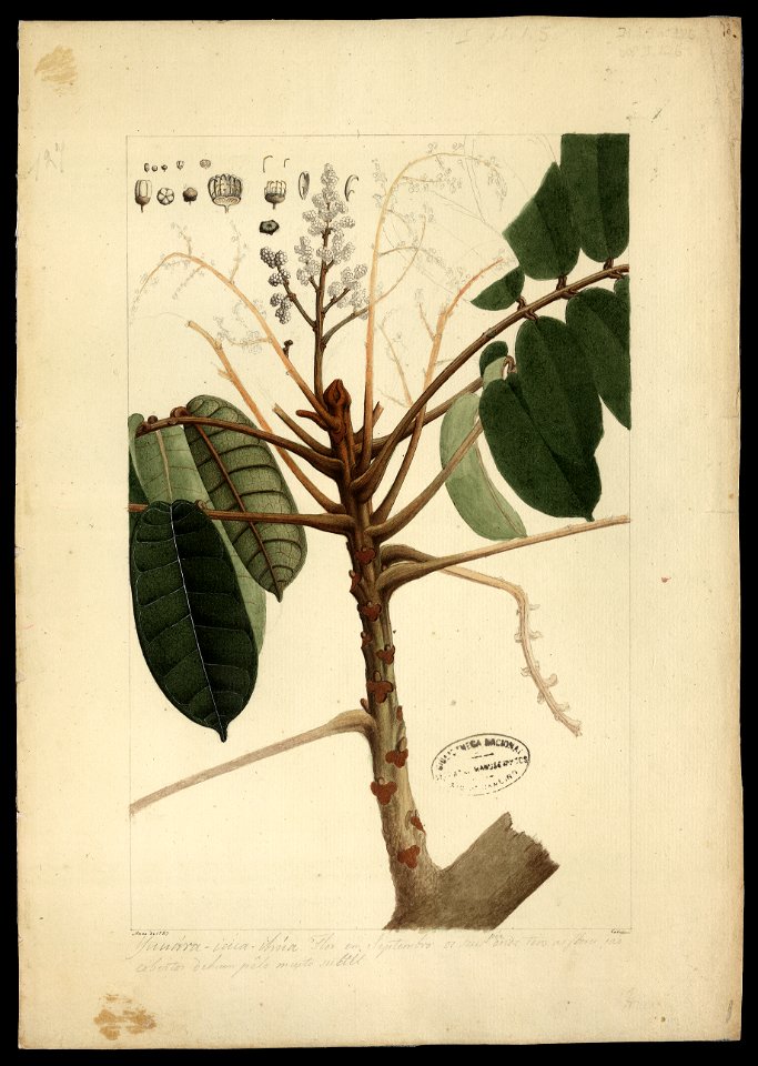 (Flora brasileira sem identificação) (14), da Coleção Brasiliana Iconográfica