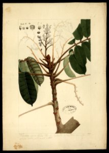 (Flora brasileira sem identificação) (14), da Coleção Brasiliana Iconográfica