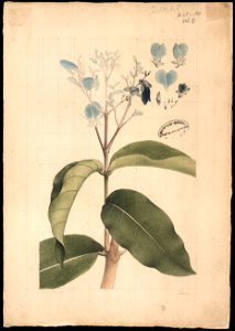 (Flora brasileira sem identificação) (2), da Coleção Brasiliana Iconográfica
