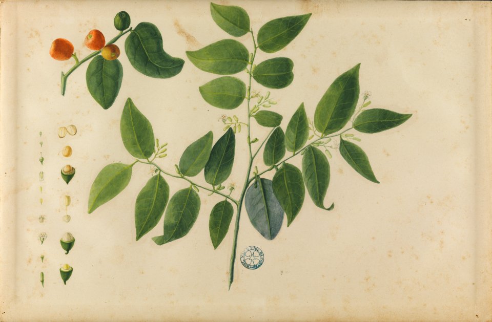 (Folhas, flores e frutos) (3), da Coleção Brasiliana Iconográfica