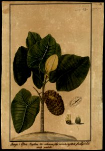 (Flora brasileira sem identificação) (9), da Coleção Brasiliana Iconográfica