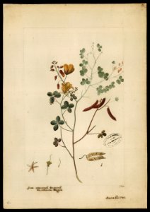 (Eichhornia), da Coleção Brasiliana Iconográfica