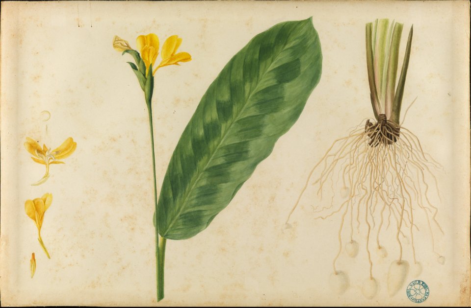 (Folhas, flores e raízes) (2), da Coleção Brasiliana Iconográfica