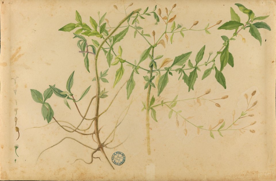 (Folhas e flores) (2), da Coleção Brasiliana Iconográfica
