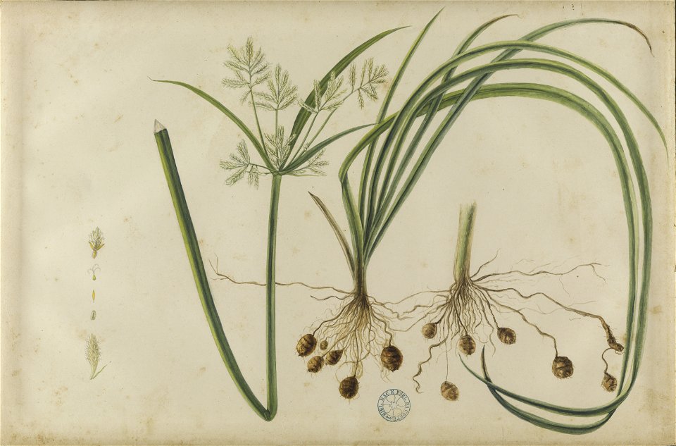 (Folhas, flores, frutos e raízes) (5), da Coleção Brasiliana Iconográfica