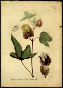 (Gossypium), da Coleção Brasiliana Iconográfica