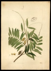 (Flora brasileira sem identificação) (11), da Coleção Brasiliana Iconográfica