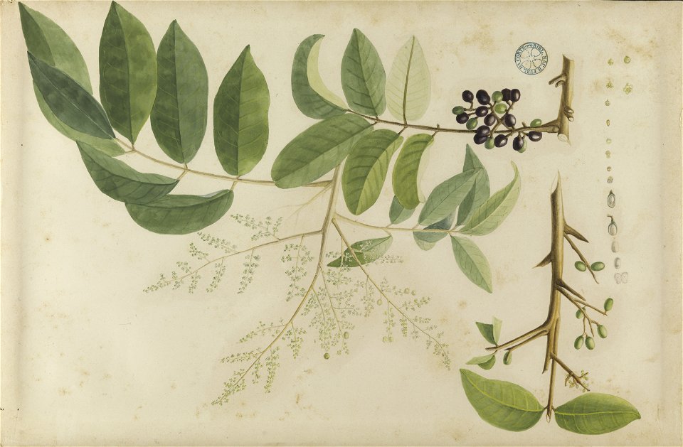 (Folhas, flores e frutos) (16), da Coleção Brasiliana Iconográfica