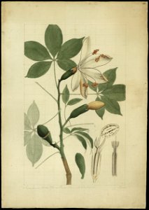 (Erioventron), da Coleção Brasiliana Iconográfica