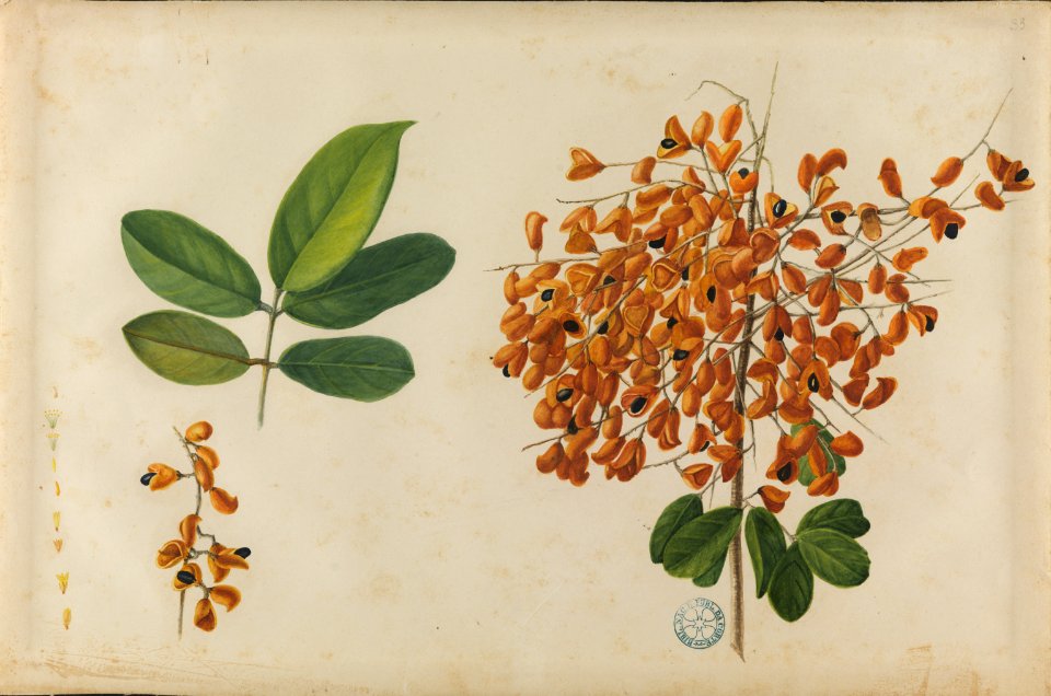 (Folhas, flores e frutos) (10), da Coleção Brasiliana Iconográfica