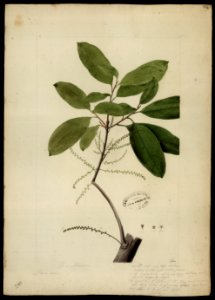 (Euphorbiacea) (1), da Coleção Brasiliana Iconográfica