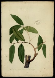 (Flora brasileira sem identificação) (19), da Coleção Brasiliana Iconográfica