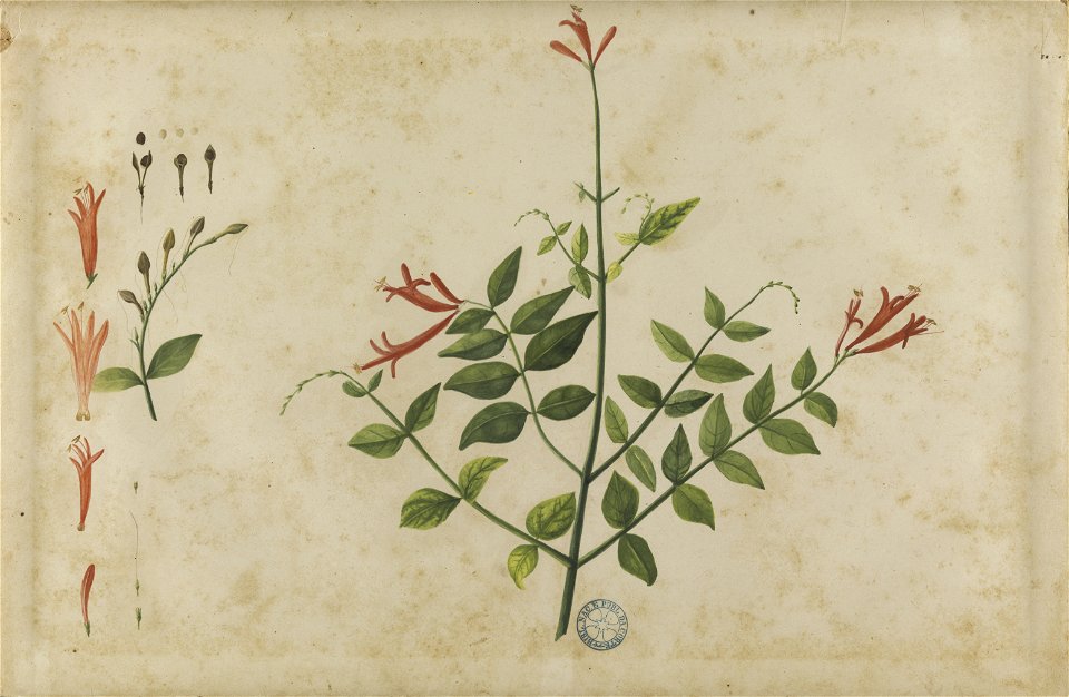 (Folhas, flores e frutos) (7), da Coleção Brasiliana Iconográfica
