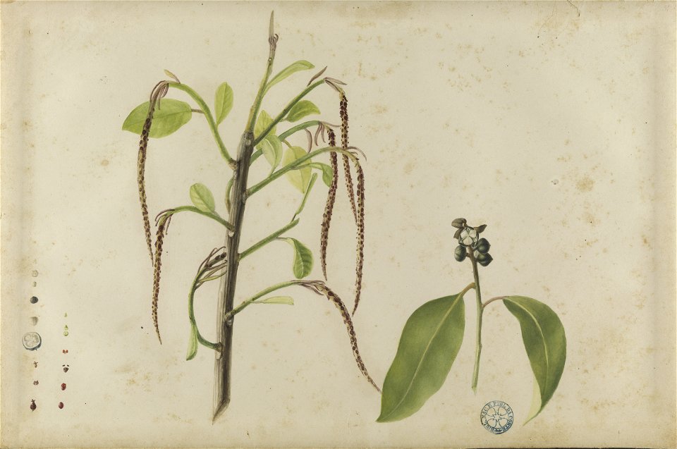 (Folhas, flores e frutos) (18), da Coleção Brasiliana Iconográfica