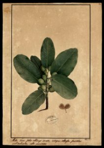 (Ficus) (3), da Coleção Brasiliana Iconográfica