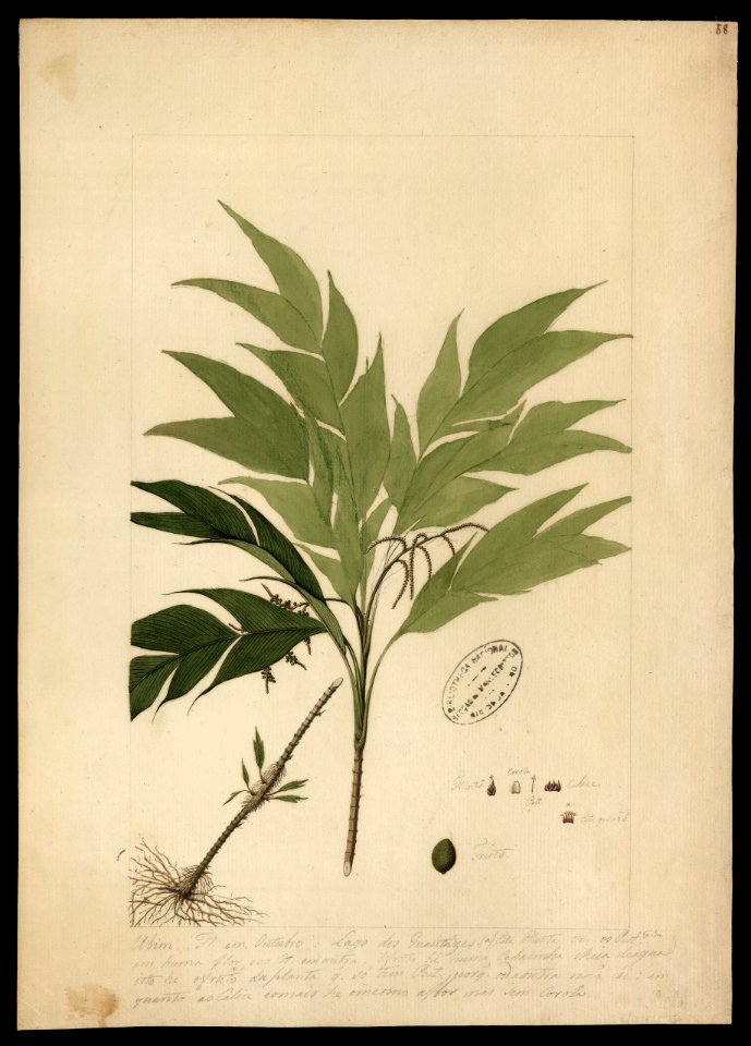 (Geonoma), da Coleção Brasiliana Iconográfica