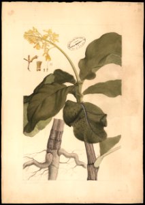 (Flora brasileira sem identificação) (8), da Coleção Brasiliana Iconográfica