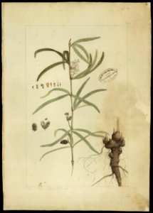 (Eriosema violaceum, E. Meyer), da Coleção Brasiliana Iconográfica