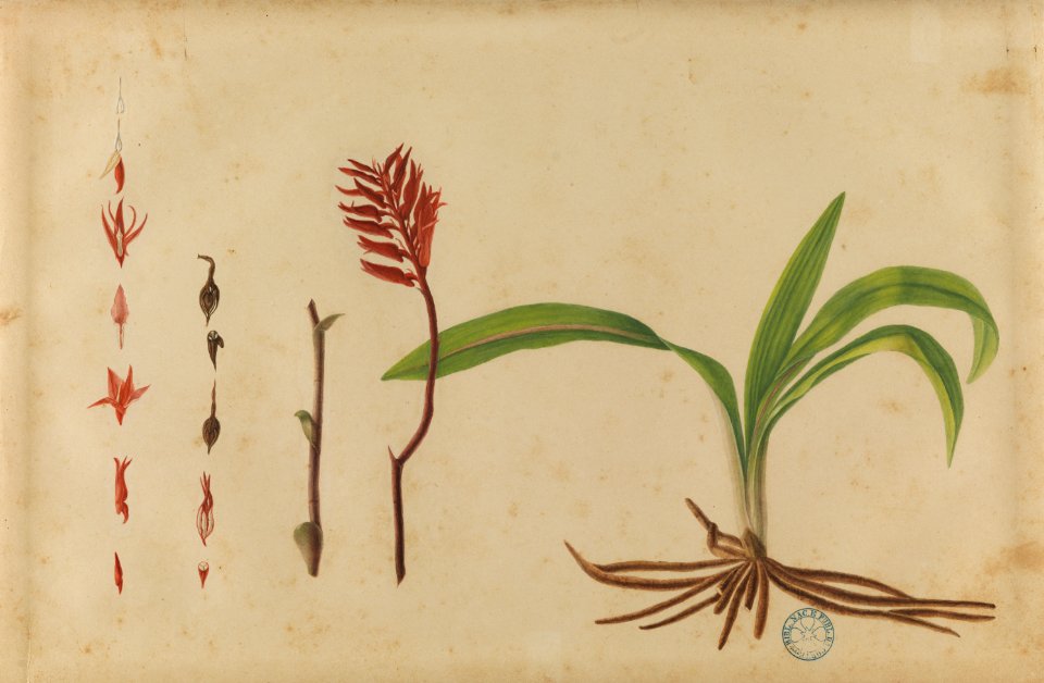 (Folhas, flores, frutos e raízes) (1), da Coleção Brasiliana Iconográfica
