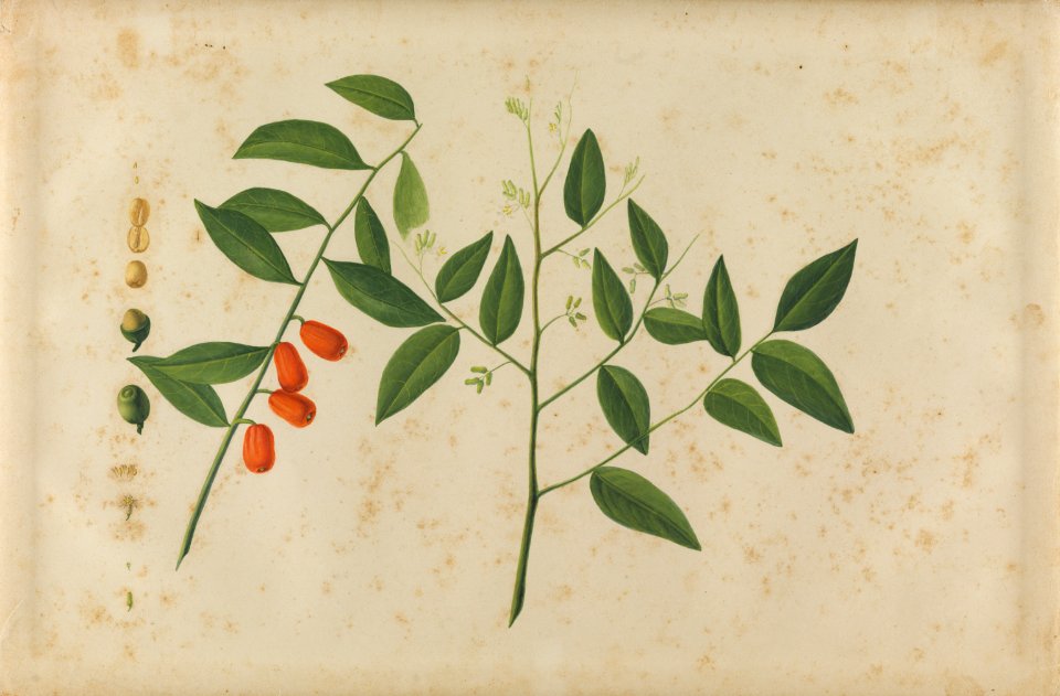 (Folhas, flores e frutos) (9), da Coleção Brasiliana Iconográfica
