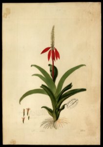 (Flora brasileira sem identificação) (15), da Coleção Brasiliana Iconográfica