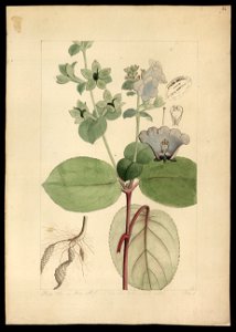 (Gloxinia), da Coleção Brasiliana Iconográfica