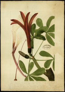 (Flora brasileira sem identificação) (10), da Coleção Brasiliana Iconográfica