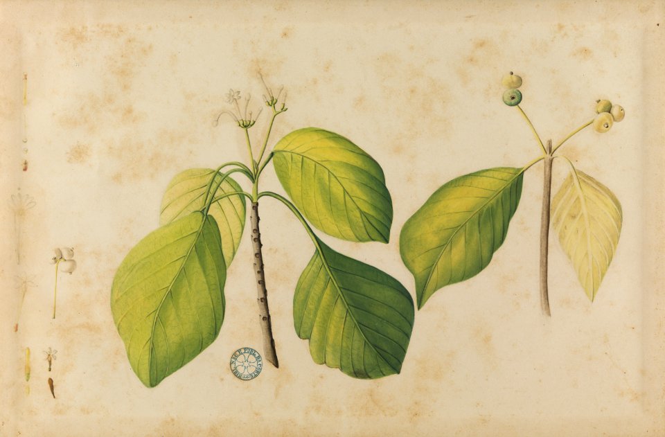 (Folhas e frutos), da Coleção Brasiliana Iconográfica
