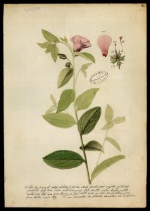 (Flora brasileira sem identificação) (18), da Coleção Brasiliana Iconográfica