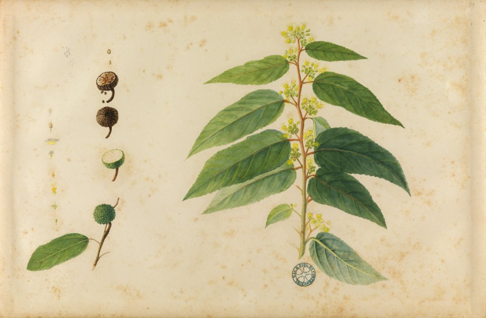 (Folhas, flores e frutos) (15), da Coleção Brasiliana Iconográfica