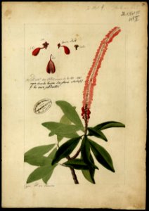 (Flora brasileira sem identificação) (4), da Coleção Brasiliana Iconográfica