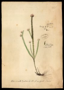 (Flora brasileira sem identificação) (1), da Coleção Brasiliana Iconográfica